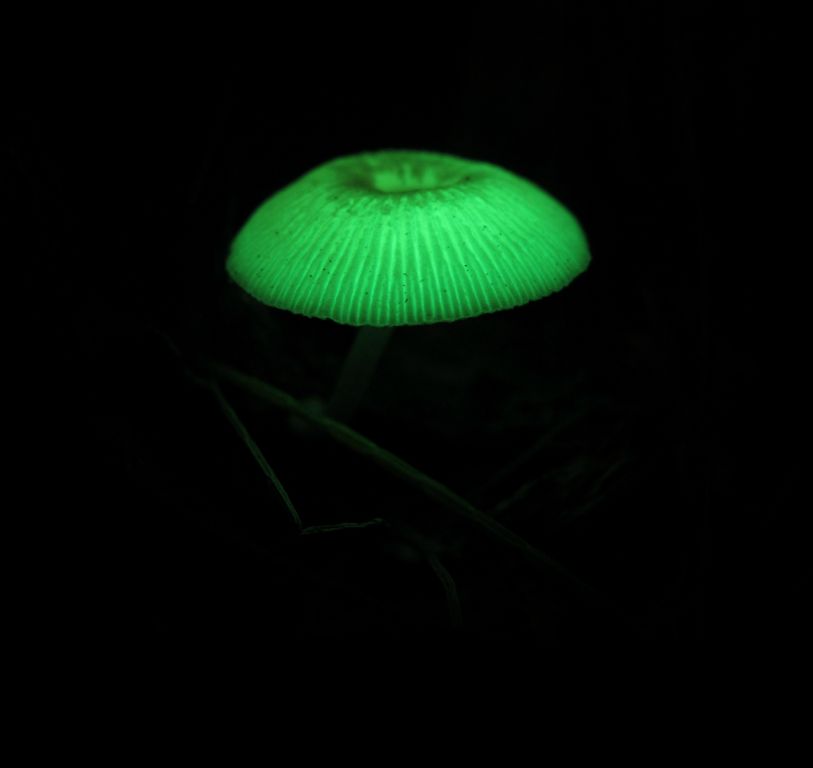 Glowing mushroom on Nusa Tupe Western Province, Solomon Islands. Species is probably Mycena chlorophos... not quite as fun a name as the related glowing species M. discobasis